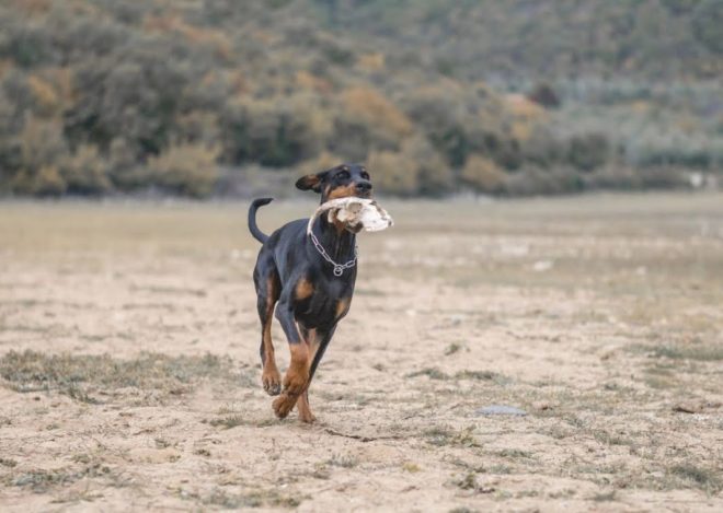 Vanlife mit Hund: Unser Dobermann Hank